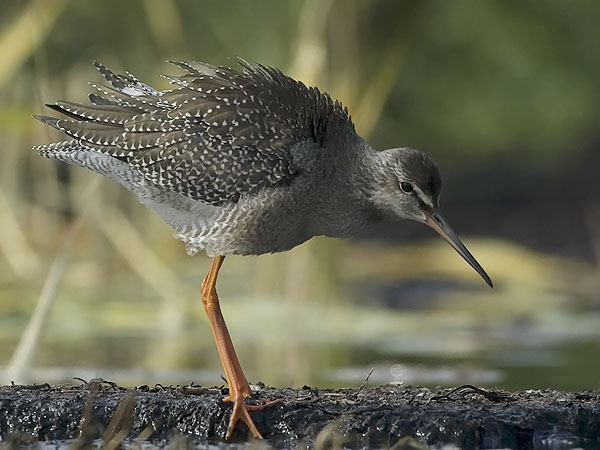Mustaviklo, Spotted Redshank, Tringa erythropus